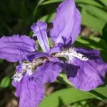 How To Care Of Irises After Blooming A Guide