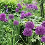 How To Grow Alliums From Seed: Collection, Stratification, Germination, Sowing