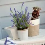 How To Grow Lavender From Seeds Indoors