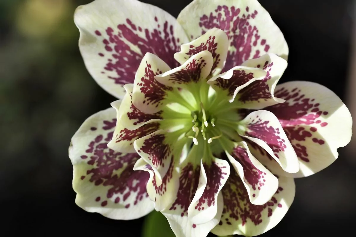 How To Grow Lenten Rose (Care And Planting Guide)
