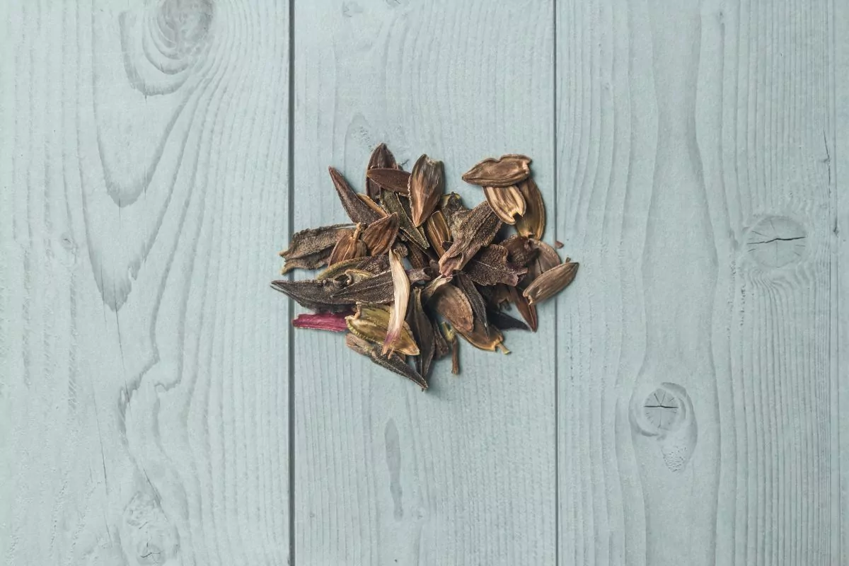 How To Save Zinnia Seeds [Harvesting And Storage]