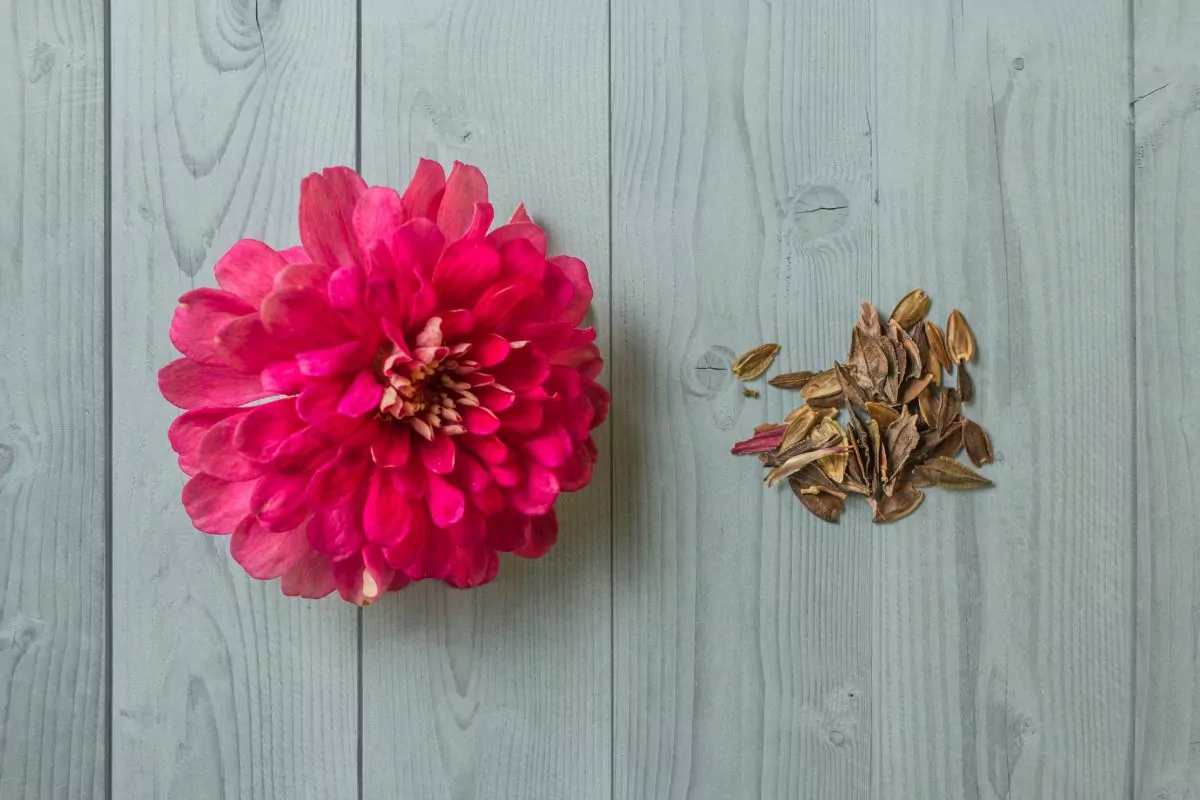 How To Save Zinnia Seeds [Harvesting And Storage]