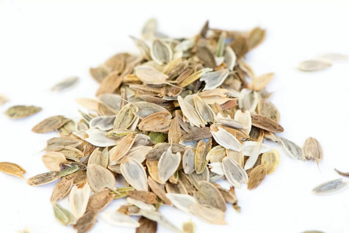 How To Save Zinnia Seeds [Harvesting And Storage]