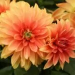 Peony Flowered Dahlias: All You Need To Know About The National Flower Of Mexico Peony Flowered Dahlias: All You Need To Know