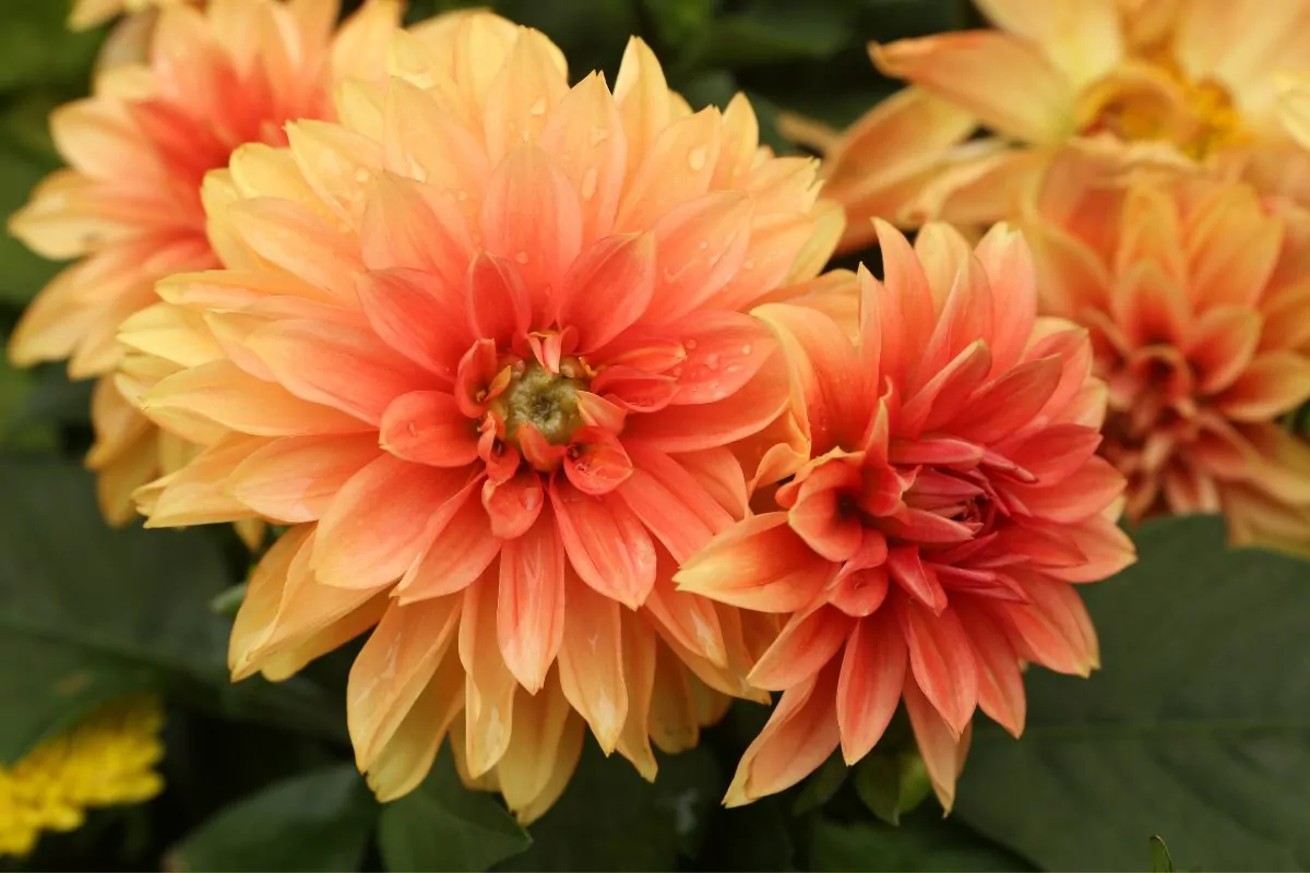 Peony Flowered Dahlias: All You Need To Know