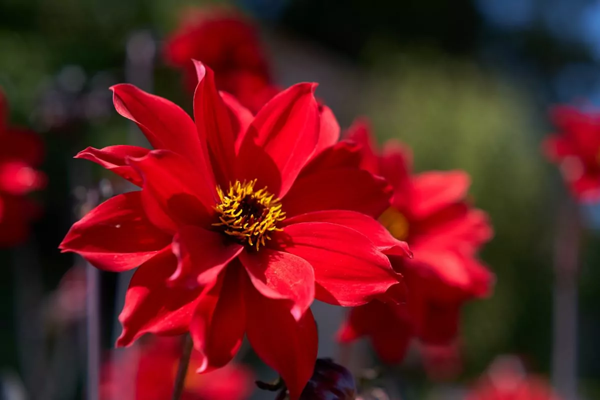 Peony Flowered Dahlias: All You Need To Know