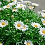 Planting Daisy Flowers: Are Daisies Perennials Or Annuals? Planting-Daisy-Flowers-Are-Daisies-Perennials-Or-Annuals