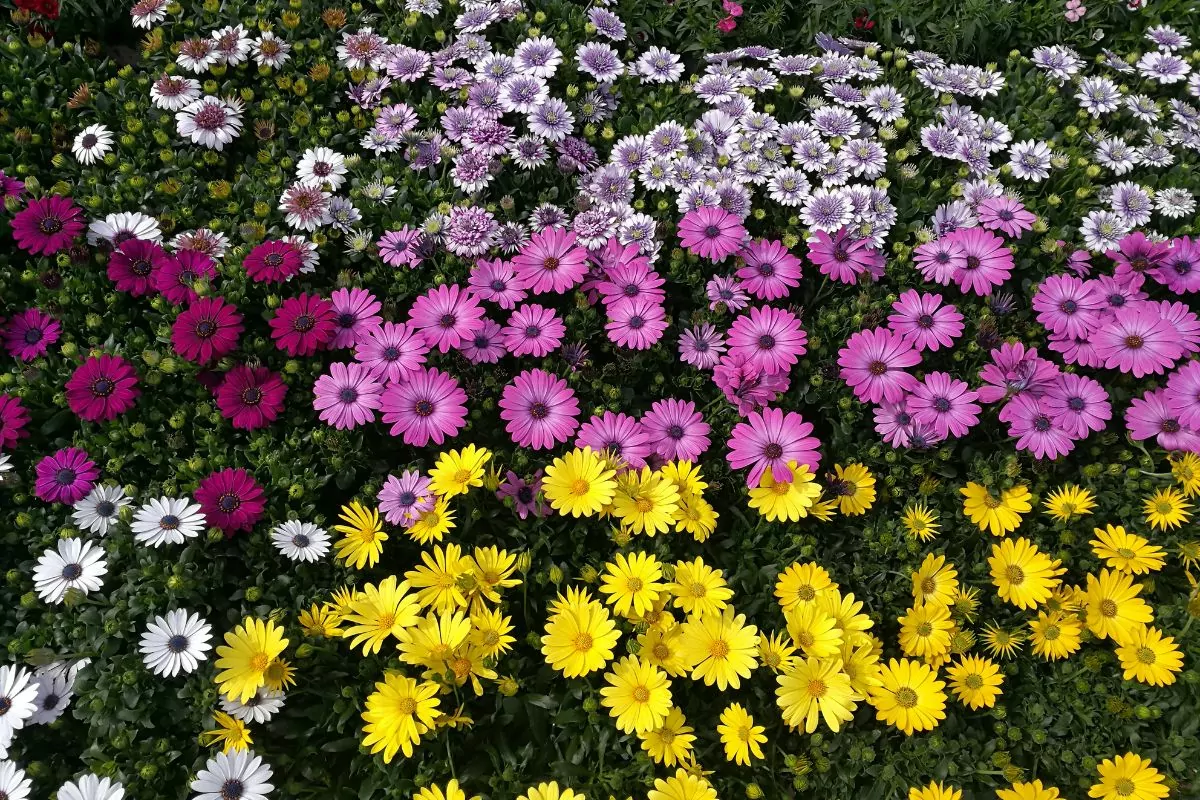 Planting Daisy Flowers: Are Daisies Perennials Or Annuals?