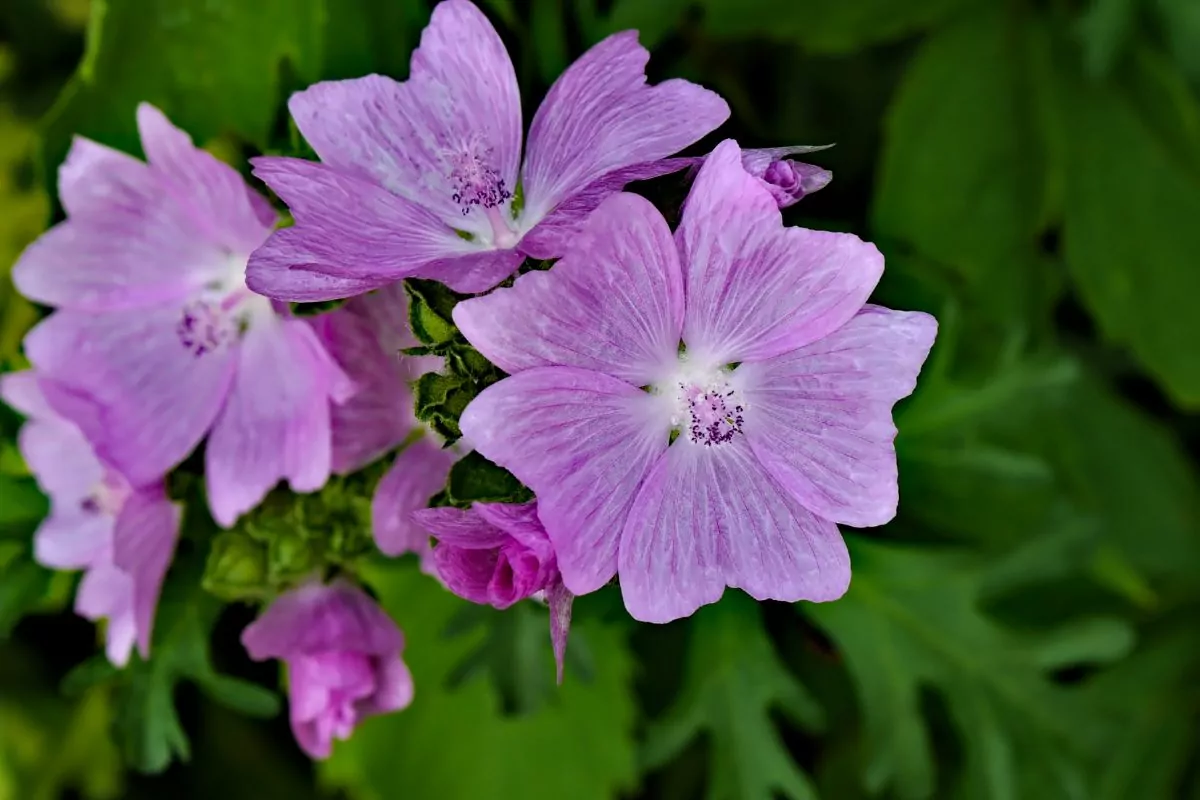 12 Of The Best Purple Wildflowers In New York To Spot On Your Next Adventure