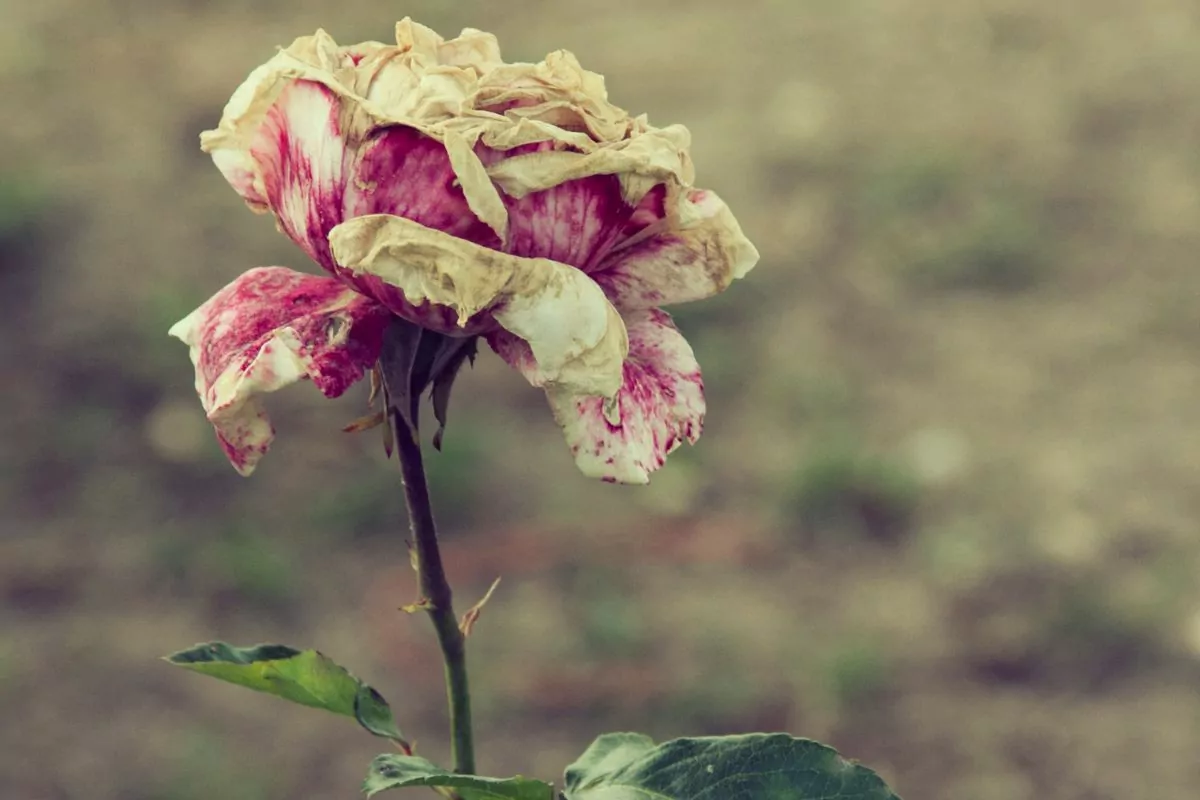 The Wrong Soil Nutrients