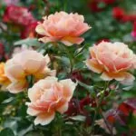 Types Of Roses For Your Garden With Growing Tips