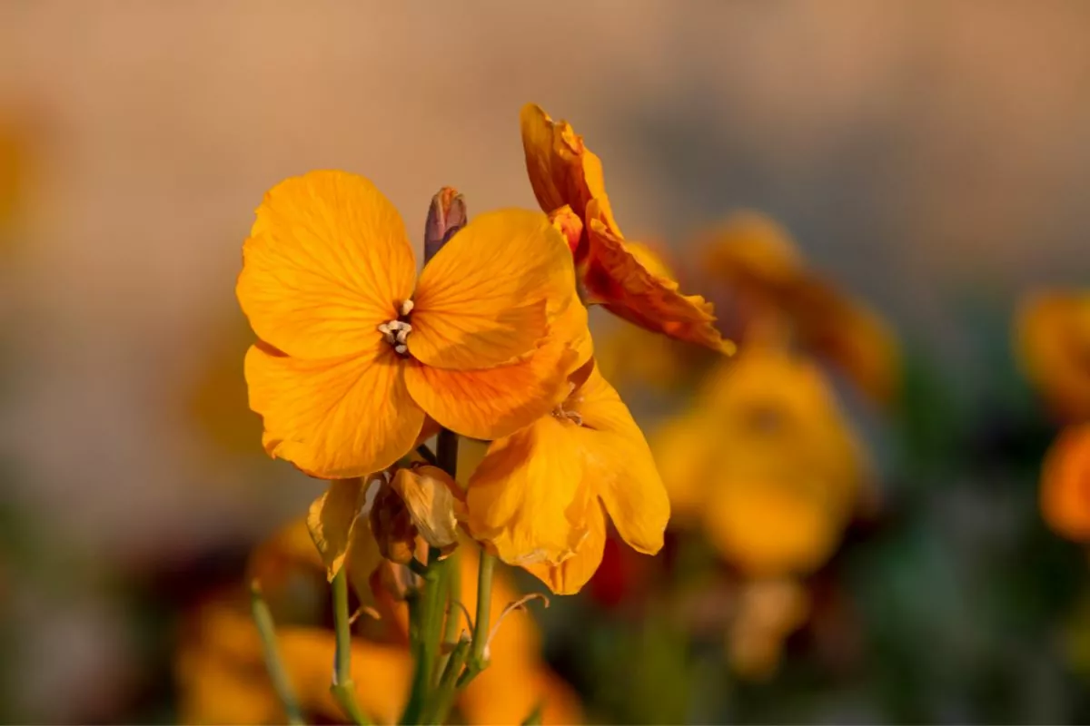 12 Unique Flowers That Start With W You Need To See