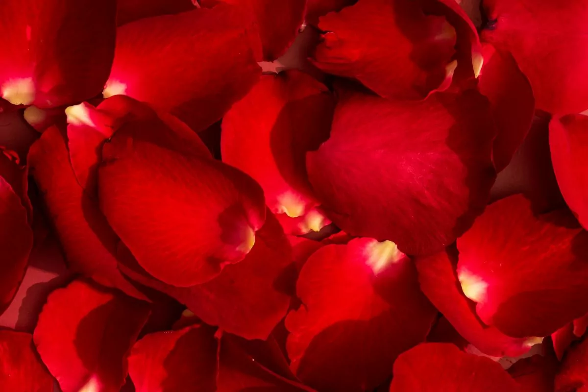 What To Do With Rose Petals 16 Fun And Useful Ideas