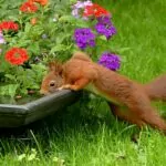 Will Mothballs Keep Squirrels Out Of Flowerpots (A Guide)