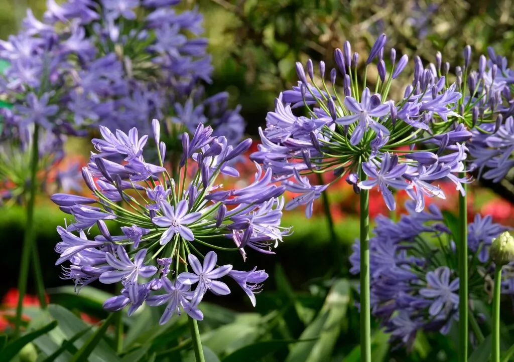 Interesting Flowers That Start With A