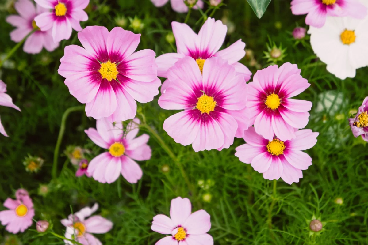 Interesting Flowers That Start with O