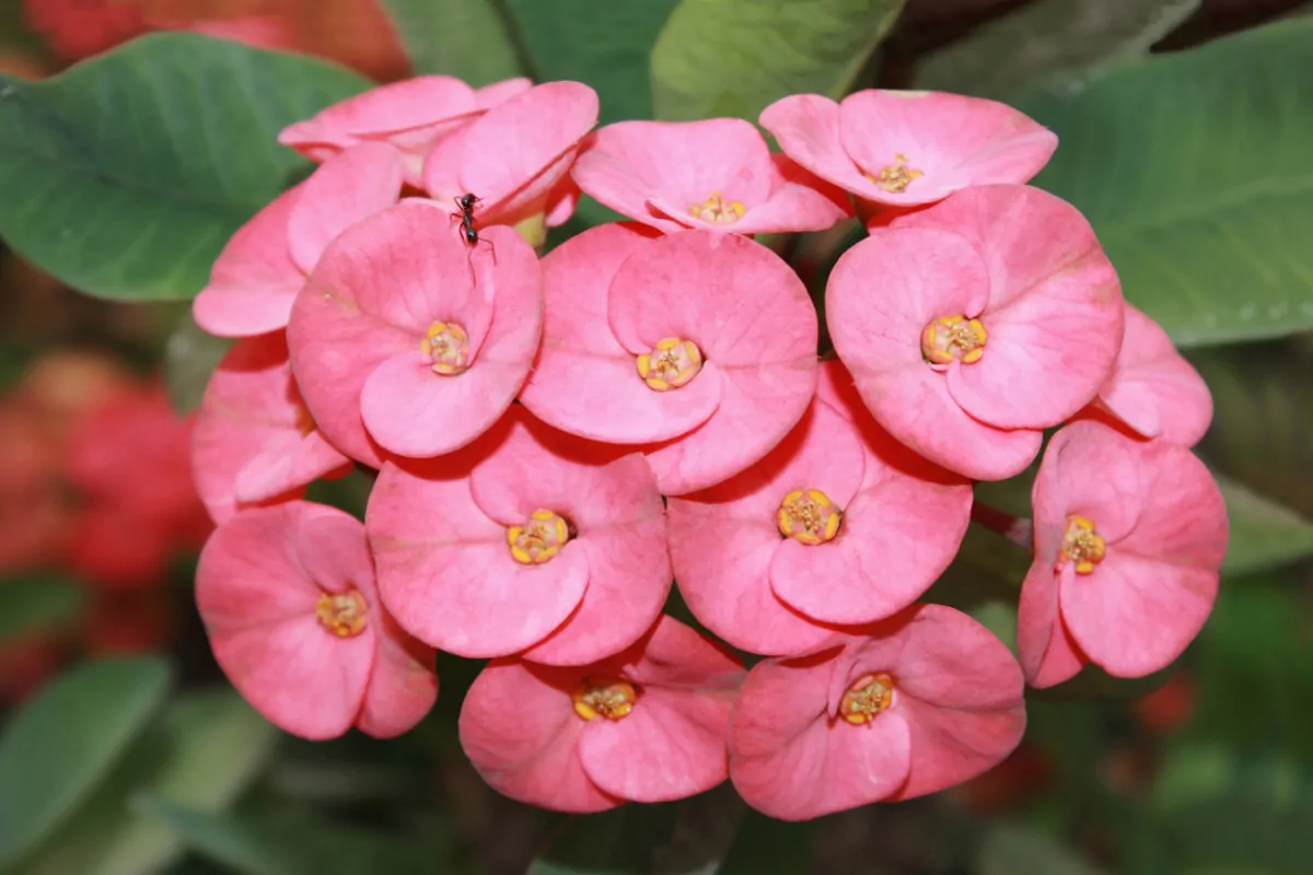 Unique Characteristics of K-Starting Flowers