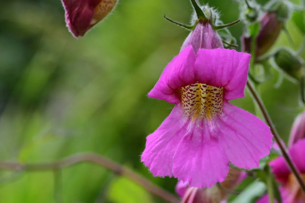 Unique Flowers That Start With R