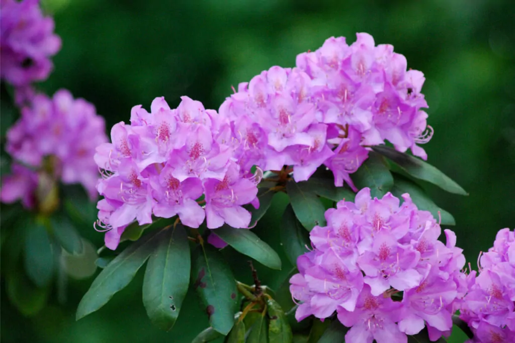 Fascinating Perennial Flowers That Start With R